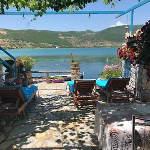 Rosa , Lini Albania